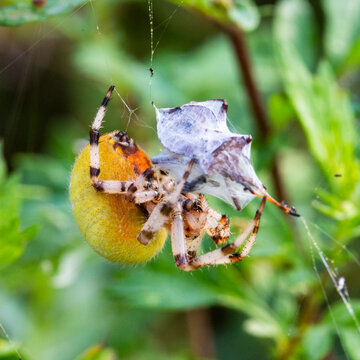 A large yellow female Araneus spider in a web with prey. Successful hunting spider. Scary spider for Halloween