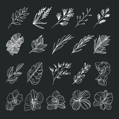 Natural leaf and flower wild forest collection