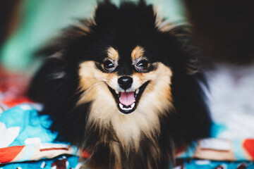 Cure Pomeranian dog looking at the camera