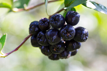 Aronia berries. Ripe fruit on the branches of a bush chokeberry