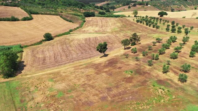 Tuscan countryside shot with drone at summer time. Aerial view of amazing country wheat fields in sunny weather, arid fields,green trees,olive trees 