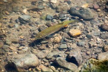 a flock of fish swims in the water of the lake