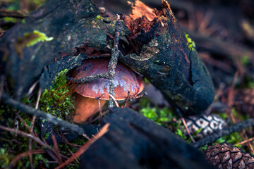 A small boletus growing out of moss. autumn delicacies. forest fruit as an ideal culinary ingredient