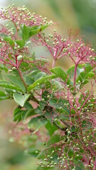 Obraz premium Holunder