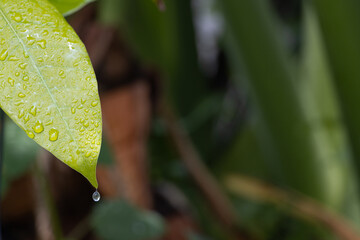 Dewdrop slipping off a mango leaf