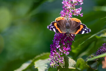 Beautiful monarch butterfly in romantic backlight on the blossoms of a pink lilac in summer shows its filigree wings in the sunshine and pollinates the bloom isolated with much copy space