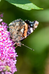 Beautiful monarch butterfly in romantic backlight on the blossoms of a pink lilac in summer shows its filigree wings in the sunshine and pollinates the bloom isolated with much copy space