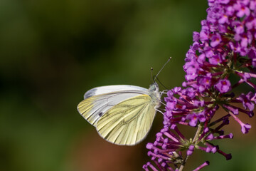 Beautiful monarch butterfly in romantic backlight on the blossoms of a pink lilac in summer shows its filigree wings in the sunshine and pollinates the bloom isolated with much copy space
