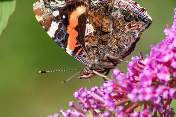 Beautiful monarch butterfly in romantic backlight on the blossoms of a pink lilac in summer shows its filigree wings in the sunshine and pollinates the bloom isolated with much copy space