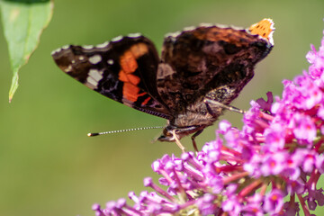 Beautiful monarch butterfly in romantic backlight on the blossoms of a pink lilac in summer shows its filigree wings in the sunshine and pollinates the bloom isolated with much copy space