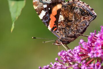 Beautiful monarch butterfly in romantic backlight on the blossoms of a pink lilac in summer shows...
