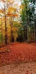 Herbstwald