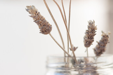 Close-up of dried spikes of lavender flowers inside a glass pot in front of white background