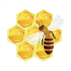 A honeycomb drawn in a vector on a white background with a bee. The finished image is in a flat style and a child's drawing.