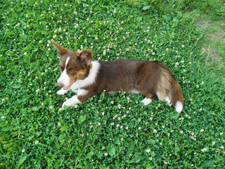 A brown and white Welsh corgi cardigan lies on the grass, among the flowers of white clover