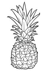 Realistic pineapple illustration. Juicy tropical fruit. Botanical illustration. Coloring page. Black outline. 