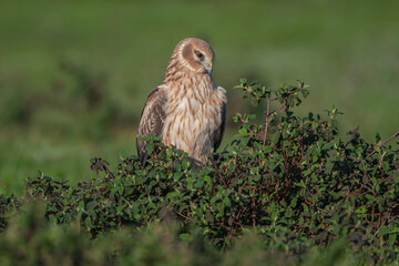 Chicken Harrier (Circus cyaneus) perched on the ground, front half view, full frame.