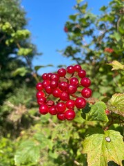 red currant bush