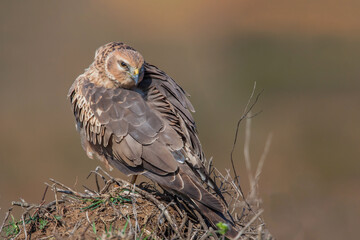 Chicken Harrier (Circus cyaneus) perched on the ground, back view, full frame.
