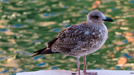 Seagull with the water of the Venice canals in the background