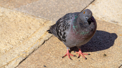Pigeon looking at the camera with a very funny pose