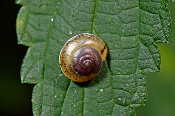 Girdled snail // Kantige Laubschnecke (Hygromia cinctella)