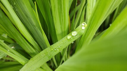 Photo of morning dew drops on leaves and grains of rice in the morning