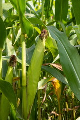 Fototapeta premium Corn on the stalk in the field