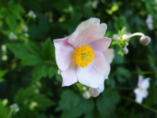Eine blüte in voller Pracht 