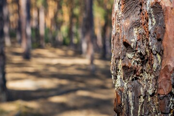 Close-up of a pine trunk. Pine forest on a sunny day soft focus. Northern coniferous forest. Environment. Nature and ecology background