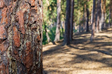 Close-up of a pine trunk. Pine forest on a sunny day soft focus. Northern coniferous forest. Environment. Nature and ecology background