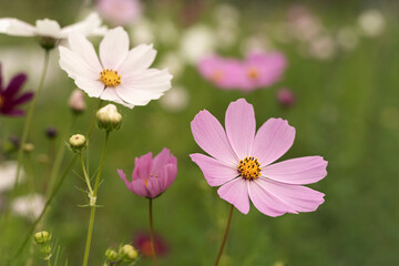 Flowers Cosmos different colors on a green blurred background.