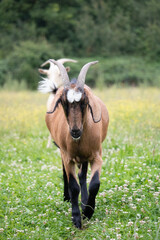 chèvres dans un champ