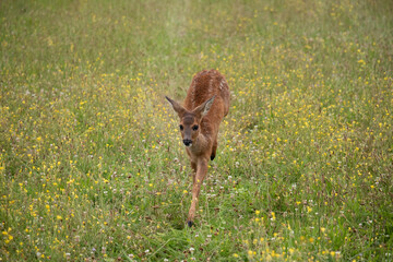 un chevreuil dans la nature