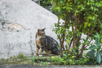Stray cat in garden, evening hours