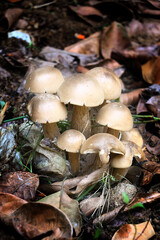 mushrooms in the forest