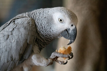 Obraz premium Perroquet gris du Gabon