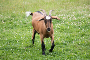 chèvres dans un champ