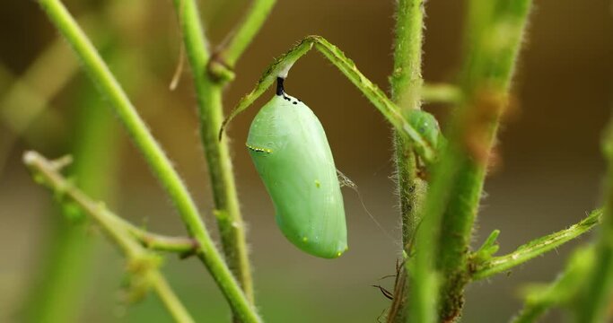 Macro video of a Monarch Butterfly chrysalis