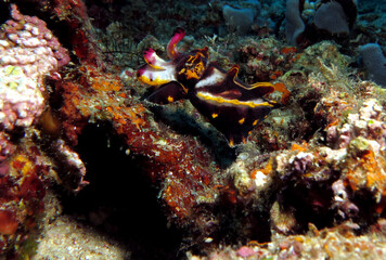 Fototapeta na wymiar A Flamboyant cuttlefish also known as Metasepia pfefferi Boracay Island Philippines