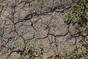 Cracked Earth and green grass. Dried Ground