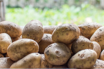 La patata, recién salida de la tierra