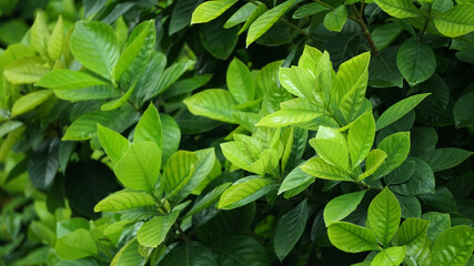 Green foliage leaves plant, Natural pattern background