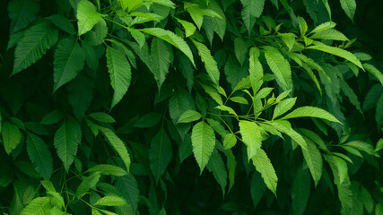 Green foliage leaves plant, Natural pattern background