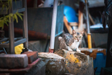 Stray cat in old town