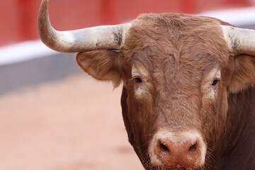 Toro bravo en la plaza