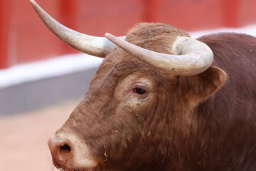Toro bravo en la plaza