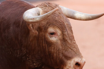 Toro bravo en la plaza