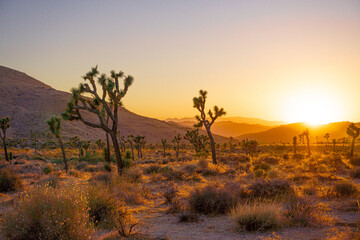 joshua tree national park