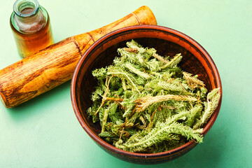 Lycopodium healing herbs
